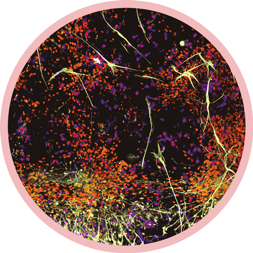 FOTO: Antonella Consiglio / Jara Montero © IDIBELL