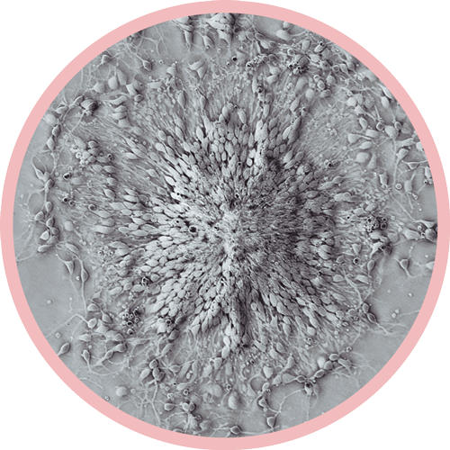 Neuro-castellers. FOTO: Ana Gutierrez Francoa © IDIBELL